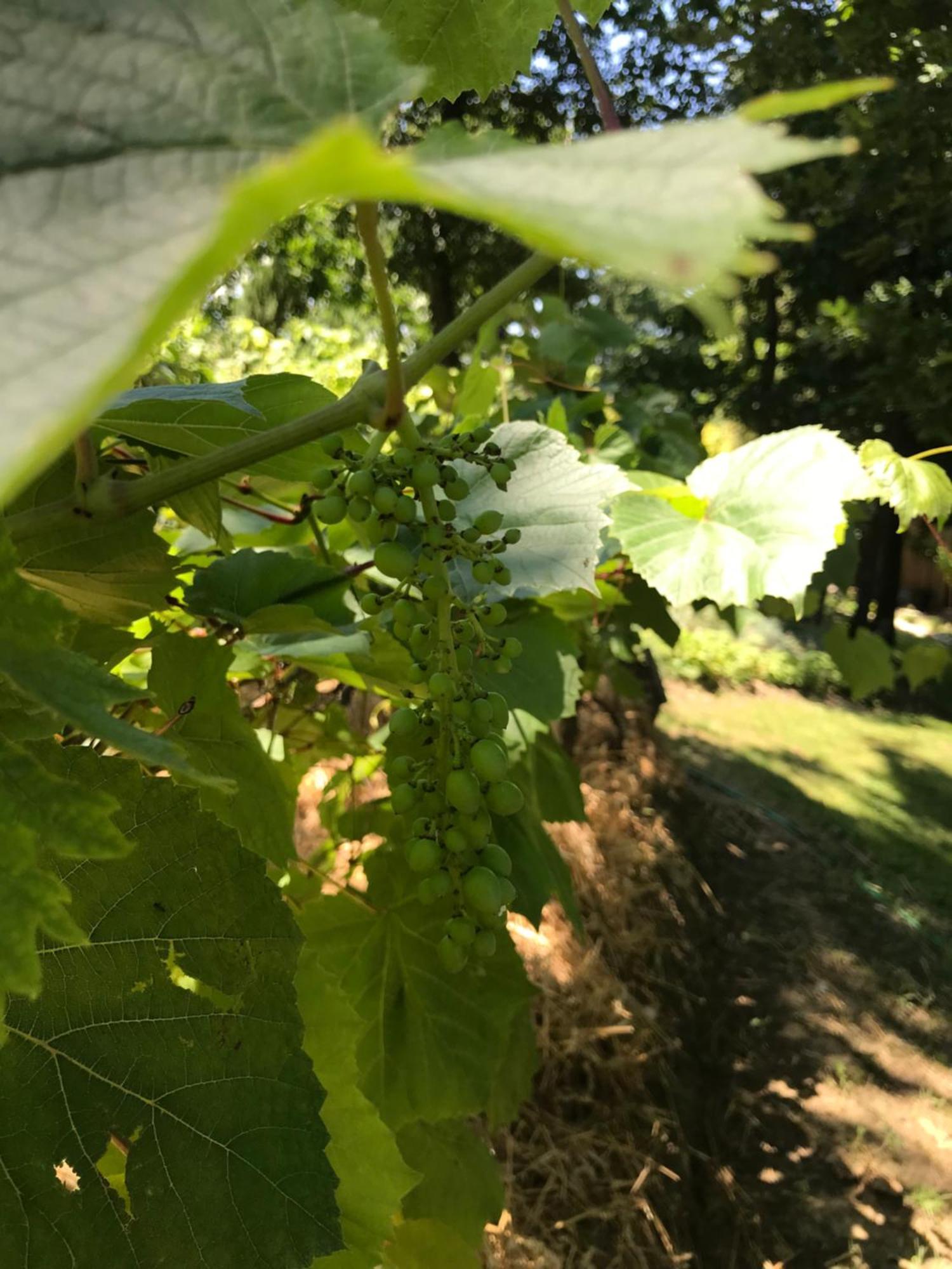 Bus Atypique Au Bord Du Canal Du Midi Et Au Coeur D'Une Foret 2 Chambres Villepinte  Eksteriør bilde